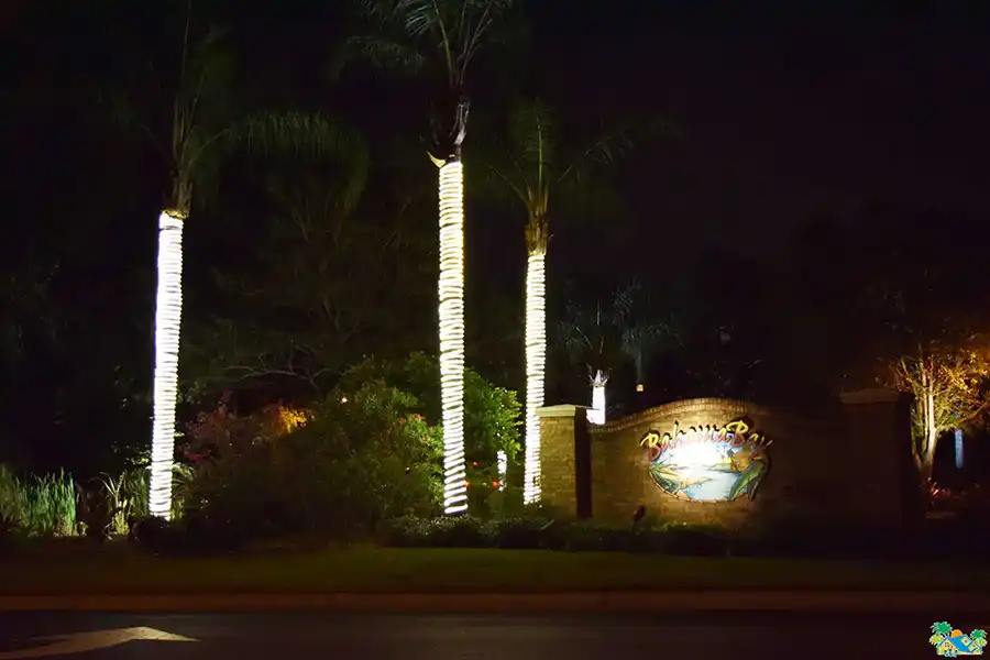 Another view of the illuminated palm trees at night