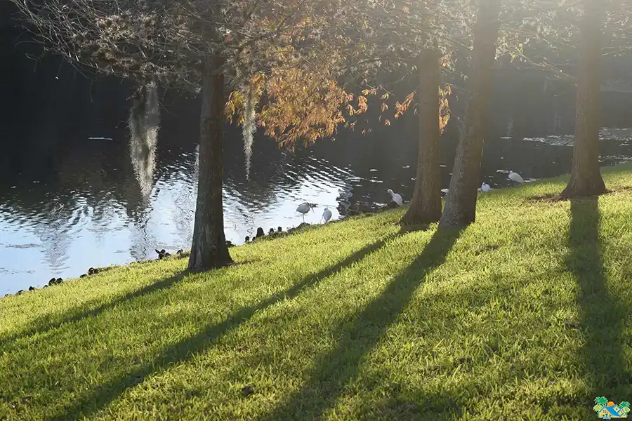 Local Wildlife 3