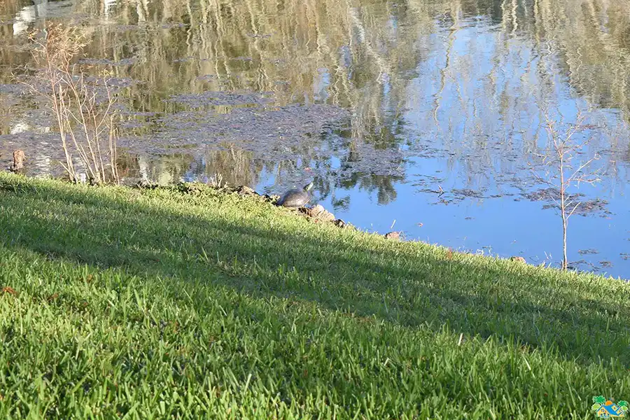 Local Wildlife 4