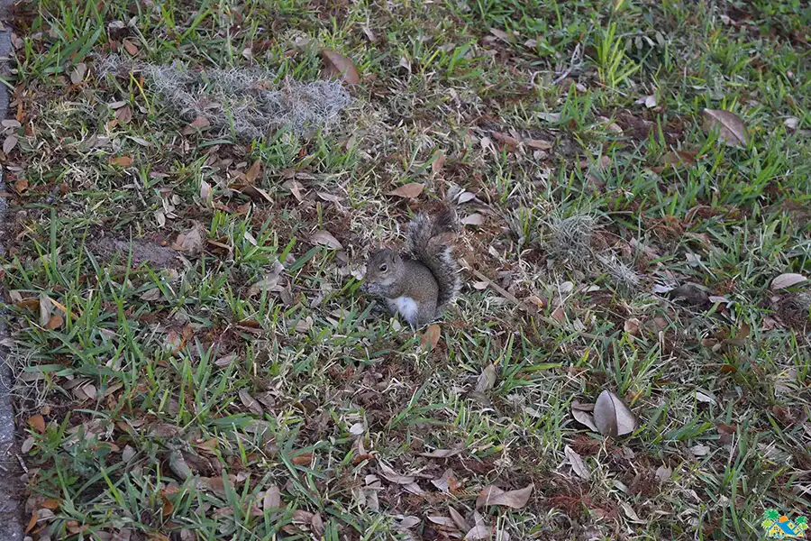 Local Wildlife 5