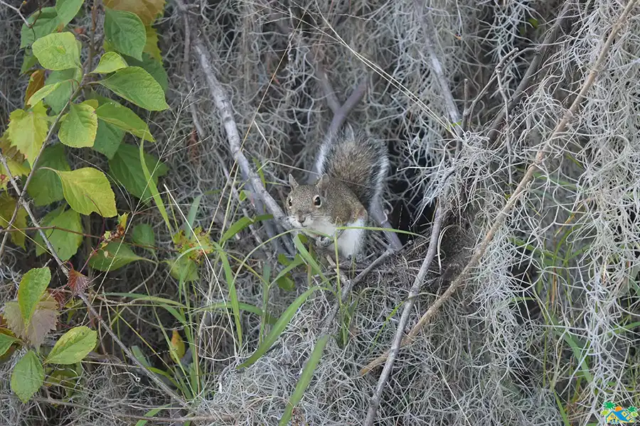 Local Wildlife 6