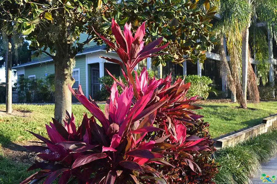 Local flora at the resort